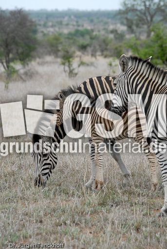Zebra (10 von 28).jpg